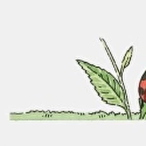 Sequence of illustrations of Ladybird on leaf