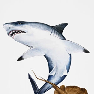 Shark and Sting Ray