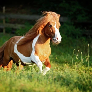 Shetland Pony, skewbald horse, galloping across a meadow
