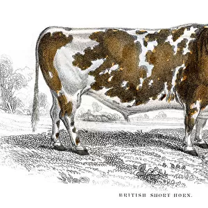 Short horn lithograph 1884