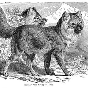 Siberian wild dog engraving 1894