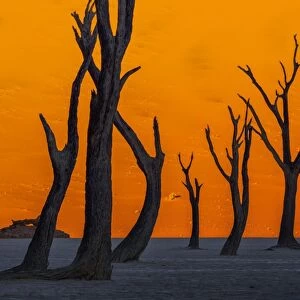 Silhouetted dead Acacia tree with sand dunes at Dead Vlei, Namibia