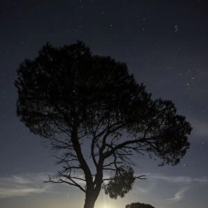 Silhouettes of two trees on the mountain with full moon