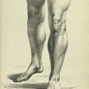Still life artwork Collection: Figure drawing