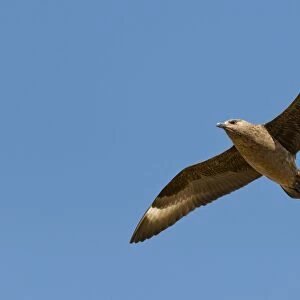 Skua -Stercorarius skua- in flight, Mykines, Faroe Islands, Denmark