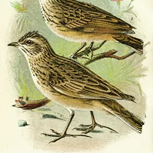Skylark bird engraving 1896