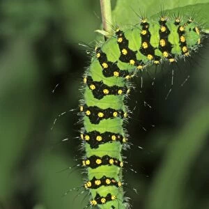 Small Emperor Moth (Saturnia pavonia), adult caterpillar feeding on a blackthorn leaf