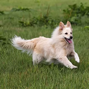 Small white dog, spitz half-breed (Canis lupus familiaris), running in a meadow, male