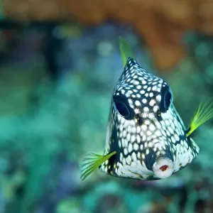 T Collection: Trunkfish