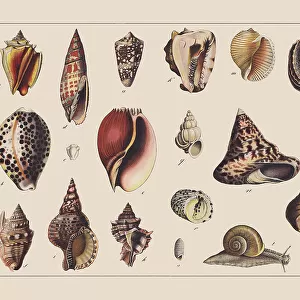 Snails (Gastropoda), hand-colored chromolithograph, published in 1882