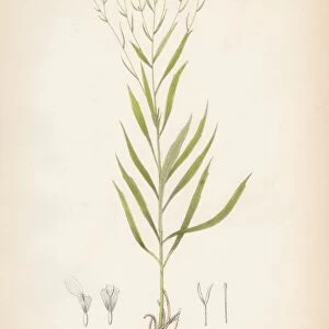 Sneeze Aster botanical engraving 1843
