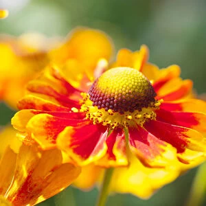 Sneezeweed -Helenium-, flowers, yellow and orange, Saxony, Germany