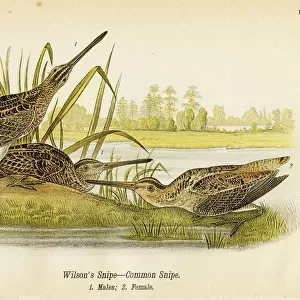 Sandpipers Jigsaw Puzzle Collection: Common Snipe