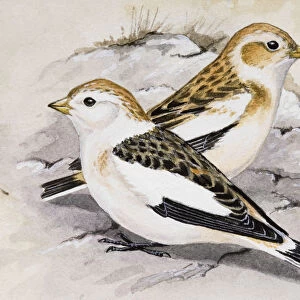 Snow bunting (Plectrophenax nivalis), two birds sitting side by side, side view