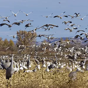 Snow Geese (Anser caerulescens atlanticus, Chen caerulescens) and Sandhill Cranes (Grus canadensis) wintering in the Bosque del Apache Wildlife Refuge, New Mexico, USA