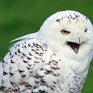Owls Greetings Card Collection: Eurasian Eagle Owl