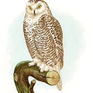 Snowy owl lithograph 1897