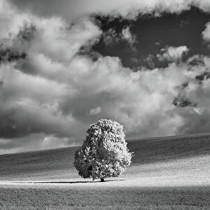 A solitary tree in a Nettleden open field