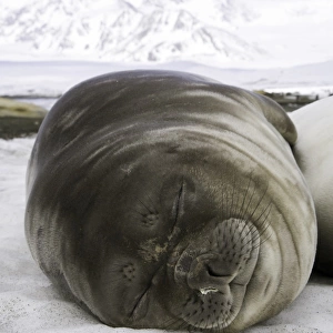 Southern elephant seal weaner pup asleep on beach