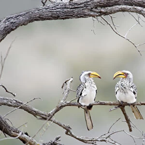 Southern Yellow-billed Hornbill, Tockus leucomelas