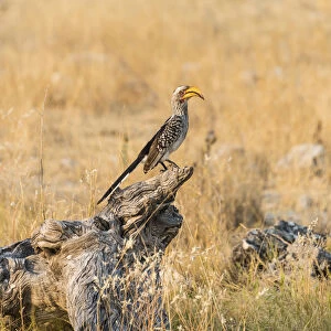Southern Yellow-billed Hornbill -Tockus leucomelas- perched on an old tree stump, Etosha National Park, Namibia
