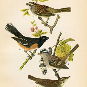 Sparrow Towhee Thrush bird lithograph 1890