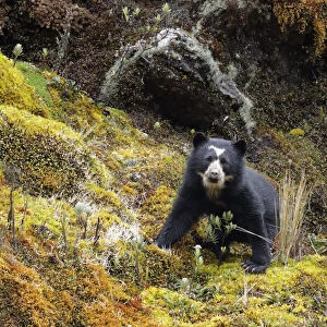 Ursidae Collection: Spectacled Bear
