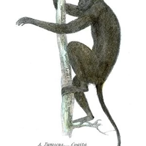 Spider monkey illustration 1803