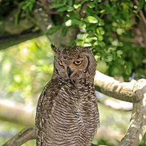 Spotted Eagle-owl -Bubo africanus-, adult on tree, Western Cape, South Africa