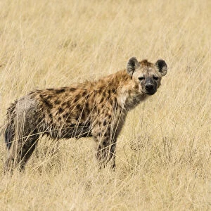 Spotted Hyena -Crocuta crocuta- walking through dry grass, Etosha National Park, Namibia