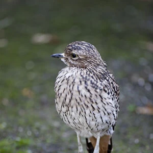Spotted Thick-knee, Burhinus capensis, Spotted Dikkop or Cape Thick-knee (Burhinus capensis)