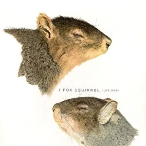 Squirrel head lithograph 1897