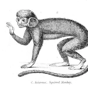 Squirrel monkey illustration 1803
