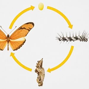 Four stages of ife cycle of butterfly, from egg to adult