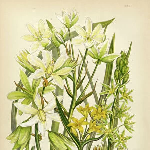 Star of Bethlehem, Ornithogalum, Victorian Botanical Illustration
