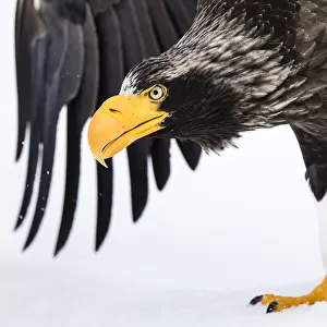 Stellers sea eagle