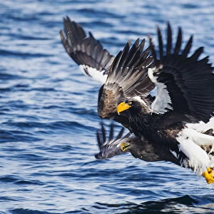 Two Stellers sea eagles collide while an attempt fishing
