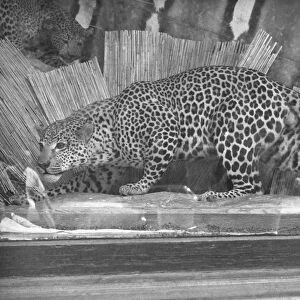Stuffed leopard in glass-case, (B&W)