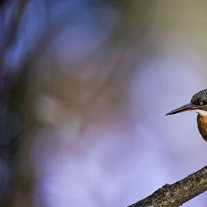 A stunning Kingfisher with a colorful out of focus woodland background. English Peak District. UK