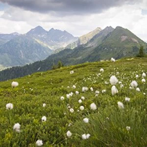 Summer meadow on the Planai region, Schladming, Styria, Austria