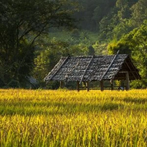 Sun shelter, paddy field, Pang Mapha or Soppong region, Mae Hong Son province, northern Thailand, Thailand, Asia