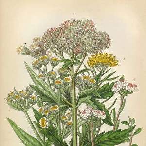 Sunflower, Acrimony, Goldilocks, Everlasting, Helichrysum, Victorian Botanical Illustration