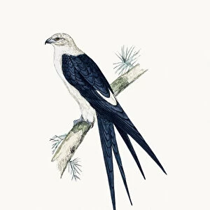 Swallow tailed Kite bird of prey