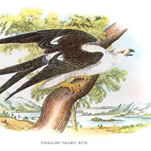 Swallow-tailed kite engraving 1896