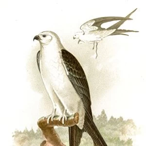 Swallow tailed kite lithograph 1897