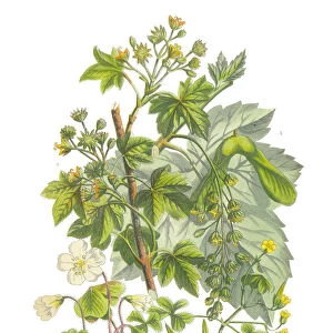 Sycamore, Acer and Wood Sorrel Victorian Botanical Illustration
