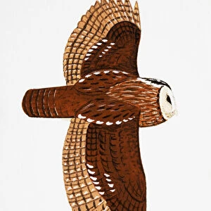 Tawny Owl (Strix aluco), adult