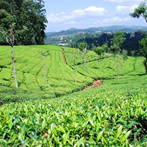 Tea plantations near Coonoor