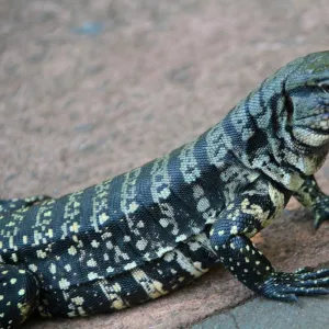 Tegu lizard at Iguazu Falls