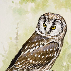 Tengmalms owl (Aegolius funereus), looking over shoulder